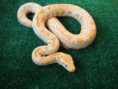piton burmes albino